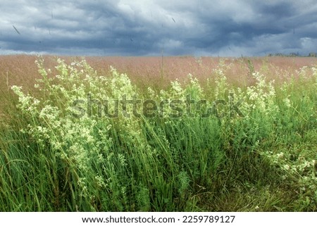 A field with grass and pink flowers in the wind before a thunderstorm under dark rain clouds. Natural background.