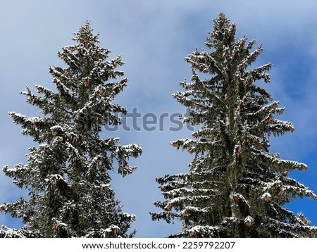 Picturesque canopies of alpine trees in a typical winter atmosphere after the winter snowfall over the Lake Walen or Lake Walenstadt (Walensee) and in the Swiss Alps, Amden - Switzerland (Schweiz)