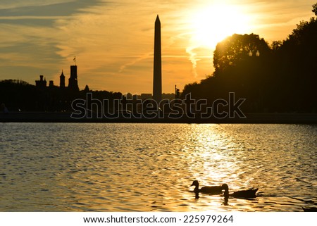 Washington DC - Ducks in Capitol Building reflection pool with Washington Monument background at sunset
