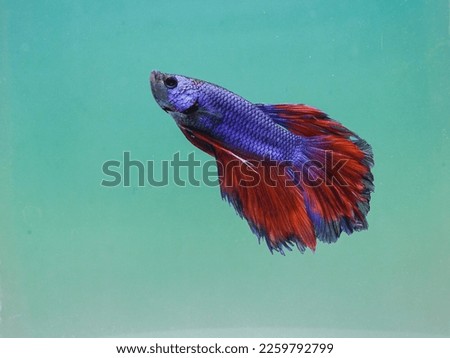 blue betta fish in the water tank