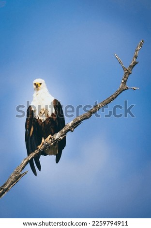 Fish Eagle on the tree