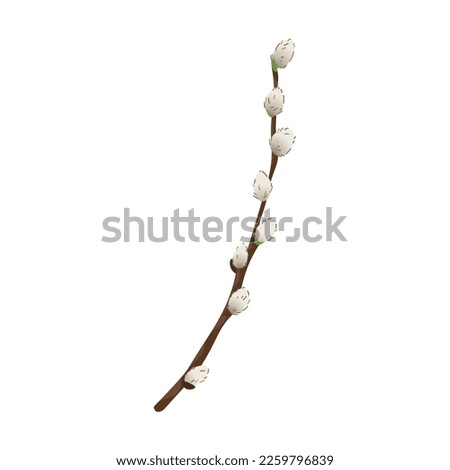 Pussy willow branch on white background