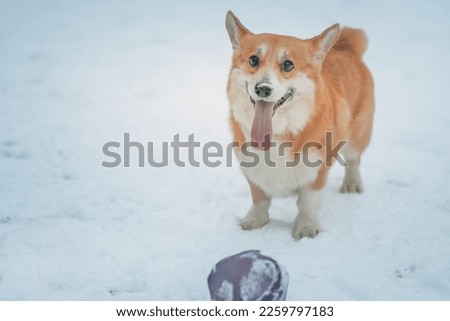 Dog breed Welsh Corgi Pembroke plays with the ball in the snow . High quality photo