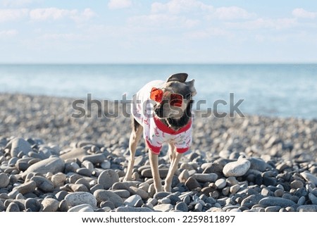 pet Fashion, small dog in sunglasses and a summer t-shirt walks along the beach, cute funny puppy