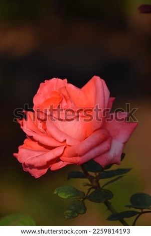 selective focus picture of a beautiful rose