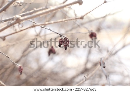 Beautiful frozen red sweetbrier. Hoarfrost on the brier. Natural winter background. Photo Macro nature