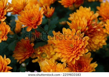 Orange chrysanthemum flowers autumn floral bouquet concept