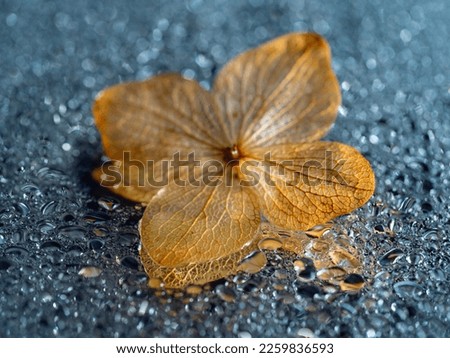 dry hydrangea flower on a dewy background - artistic macro picture