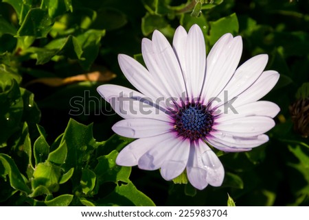 The white cap daisy with purple middle in the morning sunlight.