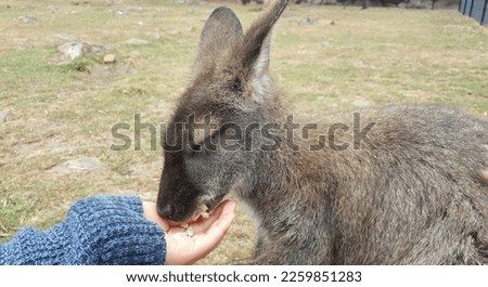 View of the Tammar Wallaby (Notamacropus eugenii) feeding, also known as the dama wallaby or darma wallaby, is a small macropod native to South and Western Australia. 