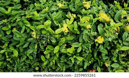A garden filled with yellow flowers that blooming in spring. King Ixora or as known as Ixora chinensis, Rubiaceae flower, Ixora flower, or Ixora coccinea. 