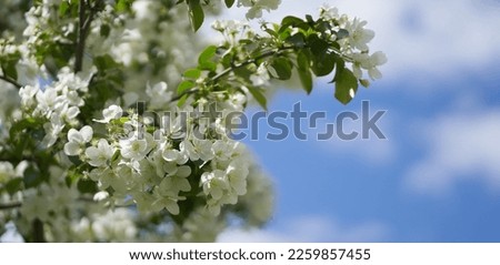 Banner blooming apple tree on a background of blue sky with clouds. Close-up of white flowers on a tree. Petals, pistils, stamens, buds and leaves. With space to copy. High quality photo