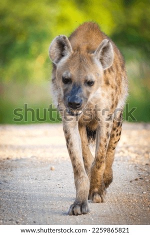 Hyena on the road in the wild