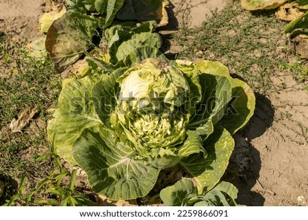A field with damaged cabbage in the summer season, damaged and destroyed cabbage in the summer season