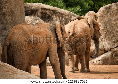 Full body shot of two adult elephants with tusks taken from the side, rocks and trees in the background.