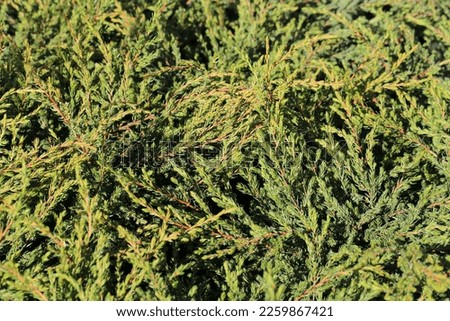 Beautiful juniper in sunny February Royalty-Free Stock Photo #2259867421