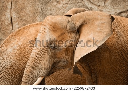 Close-up of an elephant with tusks from the side with a difuss rock background.
