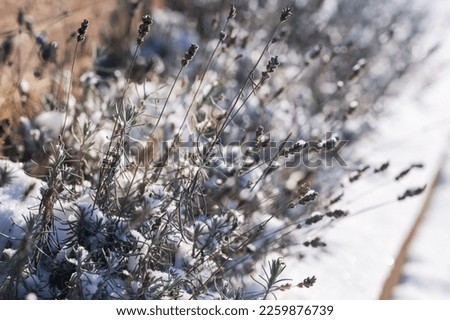Lavender bushes with dry inflorescences in winter under snow Royalty-Free Stock Photo #2259876739