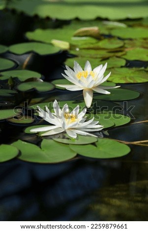 Light yellow water lily flowers