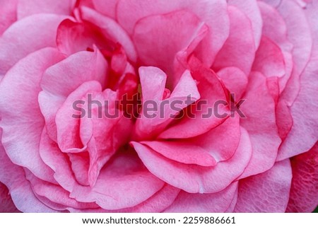 Rose flower petals, closeup. Beautiful rose bloom, close up, macro. Holiday blossom background. Valentine Day, Mother day card print