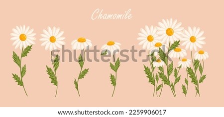 Chamomile flowers set. Floral plants with white petals. Botanical vector illustration on isolated background.