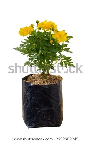 Beautiful young yellow cosmos flower is growing in black plastic bag for nursery in the garden isolated on white background included clipping path. Royalty-Free Stock Photo #2259909245