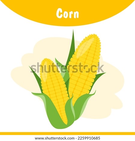 Set of corn vector. Corn cob with flat style vector illustration with bright yellow theme design. Corn on cob cartoon design using kids learning page, children's book, etc. Royalty-Free Stock Photo #2259910685
