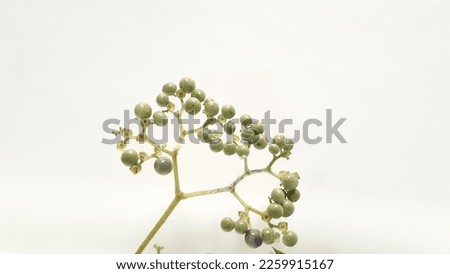 Fruit of the Premna serratifolia, Singkil or Waung plant. On a white background.