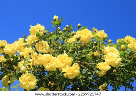 The view on the yellow bush roses blooming with  the blue sky on the background
