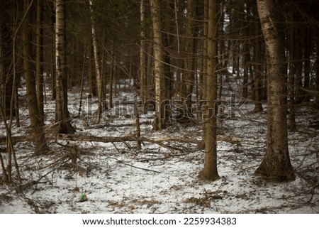 Forest in winter. Mixed forest in Russia. Details of nature. Young trees have dried up. Landscape in middle strip.