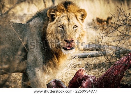 Male lion in the wild