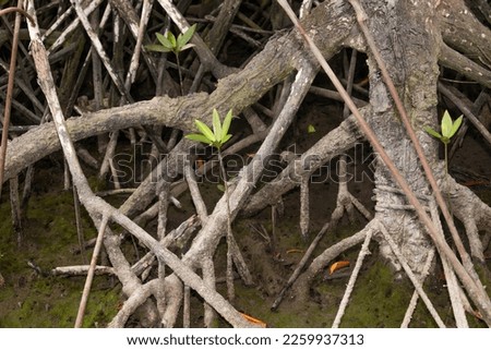 Stunning Mangrove Forest Photos: Captivating Images of Coastal Wetlands for Sale