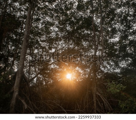 Stunning Mangrove Forest Photos: Captivating Images of Coastal Wetlands for Sale