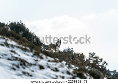 Climbing dog having fun in the snow 