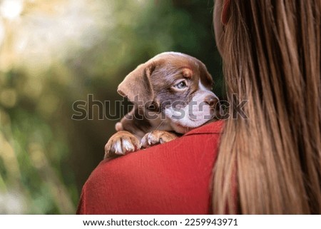 A closeup shot of a Renascence Bulldogge on the shoulder of a girl Royalty-Free Stock Photo #2259943971