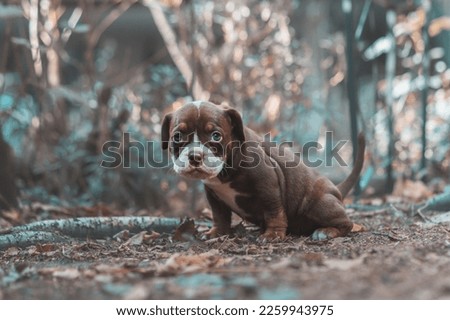 A closeup shot of a Renascence Bulldogge in the forest Royalty-Free Stock Photo #2259943975
