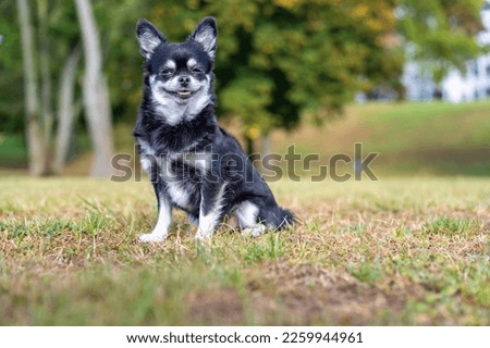 A black and white Chihuahua sitting on grassland