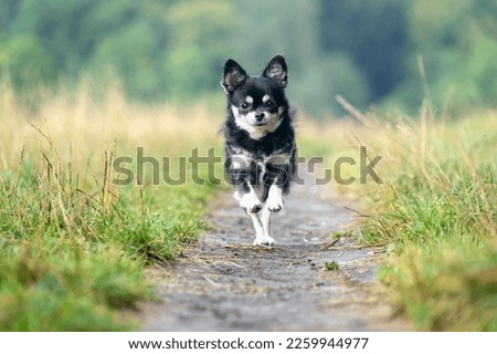 A cute black and white Chihuahua dog running in the field