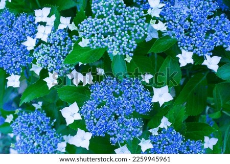 A beautifully blooming light blue hydrangea