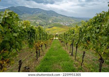 A beautiful view of a grape vineyard