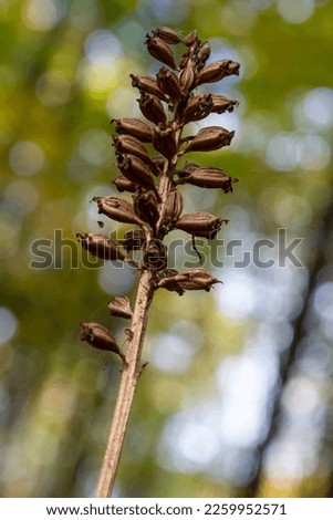 Bird's-nest Orchid Neottia nidus-avis, heterotrophic orchid. in the forest, close-up. Royalty-Free Stock Photo #2259952571