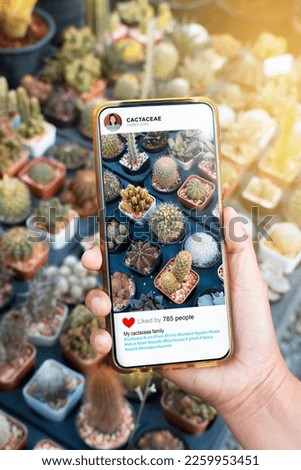 Woman using smartphone to take a picture of cactus and share it on social media.Several species of cactus in a pot hobbies or commercial gardening .
