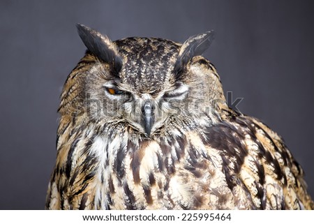 Closeup picture of winking eagle owl