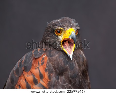 Close up picture of braying young golden eagle