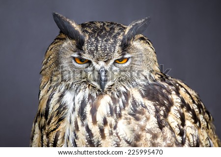 Closeup picture of stare-looking eagle owl - detail
