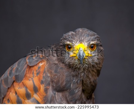 Close up picture of stare-looking young golden eagle