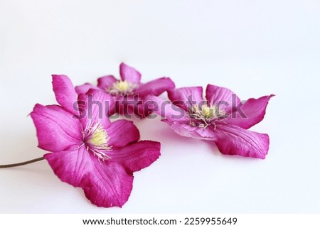 Styled stock photo. Feminine floral table composition with purple clematis flowers on white wooden background. Space. Top view. Picture for blog.    