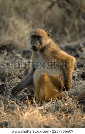 Chacma baboon sits in grass watching camera