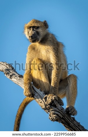 Close-up of chacma baboon sitting on branch