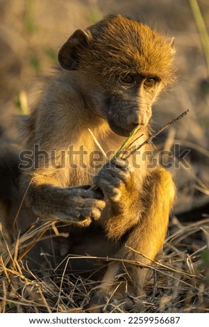 Close-up of chacma baboon sitting holding grass